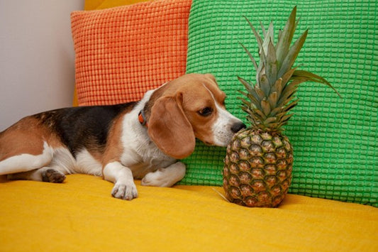 Hund schnüffelt an Ananas
