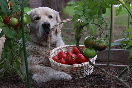 Hund mit Korb voller Tomaten zwischen den Pfoten