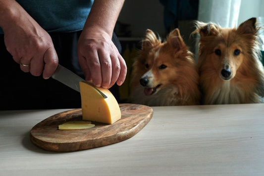 Hunde schauen Besitzer beim Käseschneiden zu