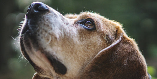 Idealgewicht für Hunderassen: Ein umfassender Guide