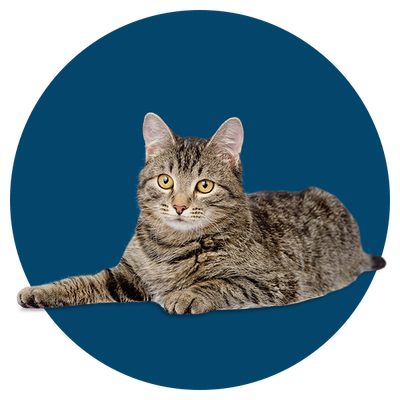 Senior Cat