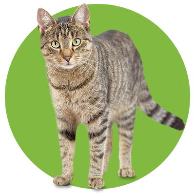 adult cat