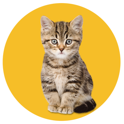 Kitten