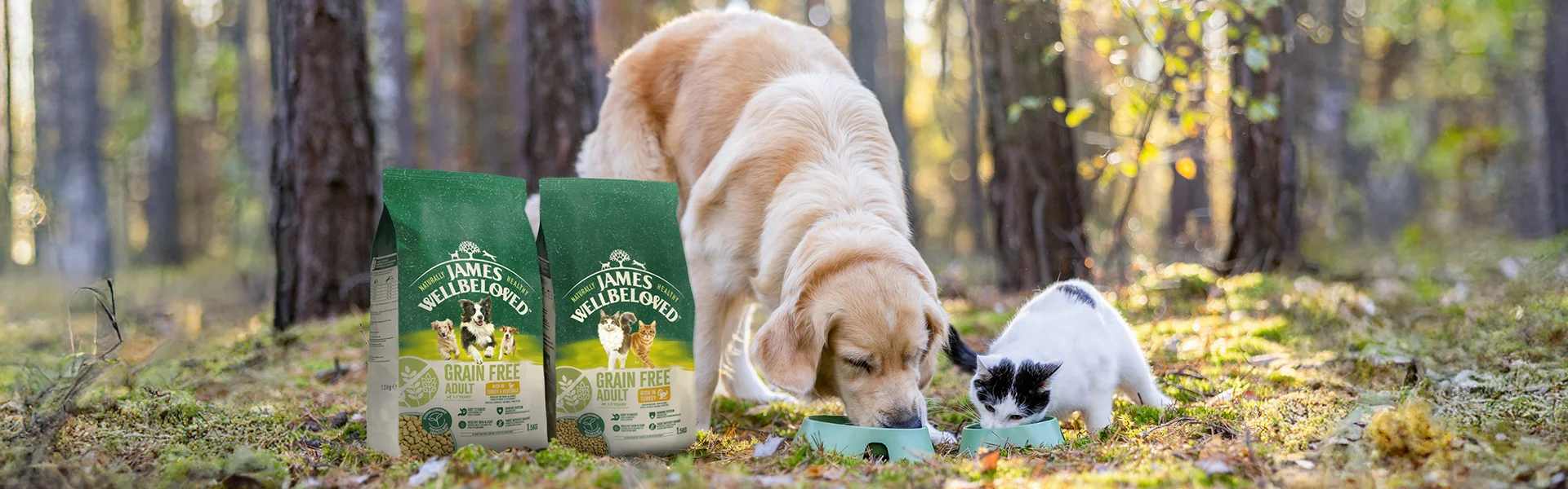 Dog and cat eating food next to eachother