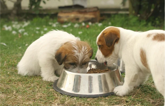 LEITFADEN ZUR FÜTTERUNG VON JUNGEN HUNDEN