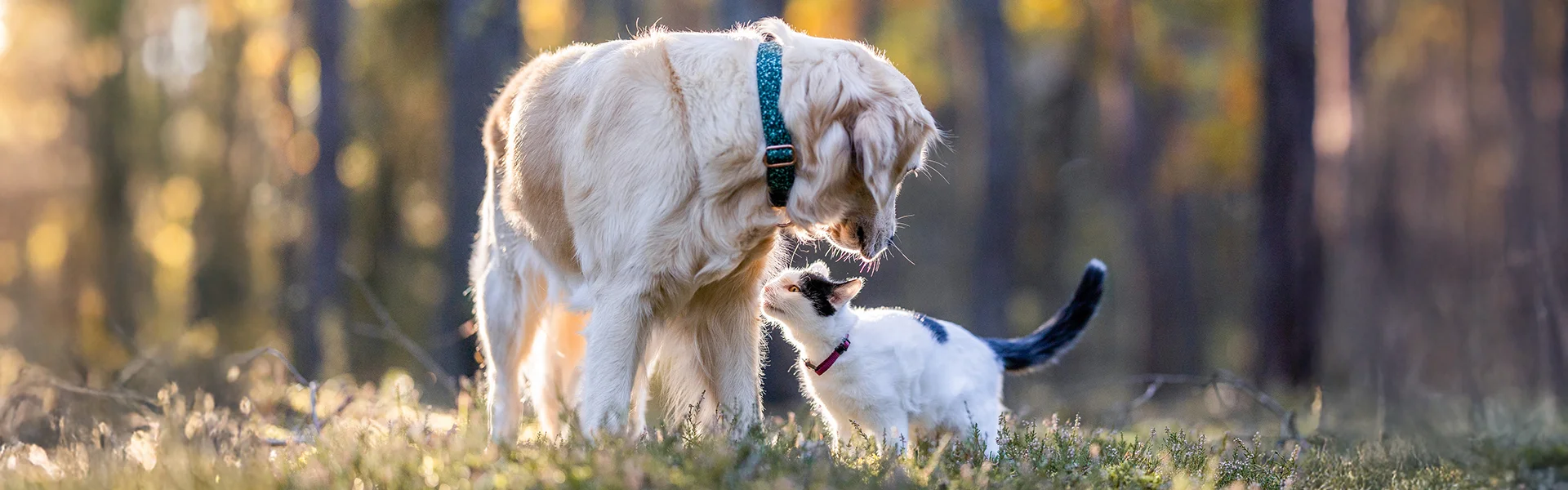 Dog and cat lying down next to food