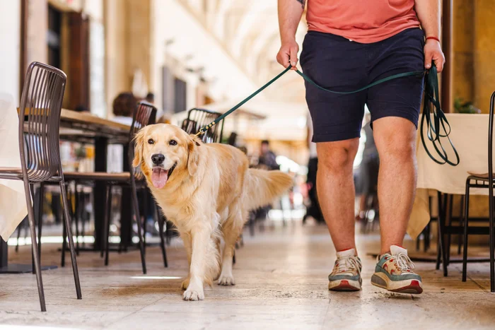 LEITFADEN ZUR FÜTTERUNG VON AUSGEWACHSENEN HUNDEN