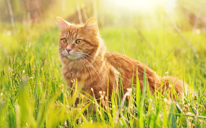 LECKERLIS FÜR DEINEN HUND