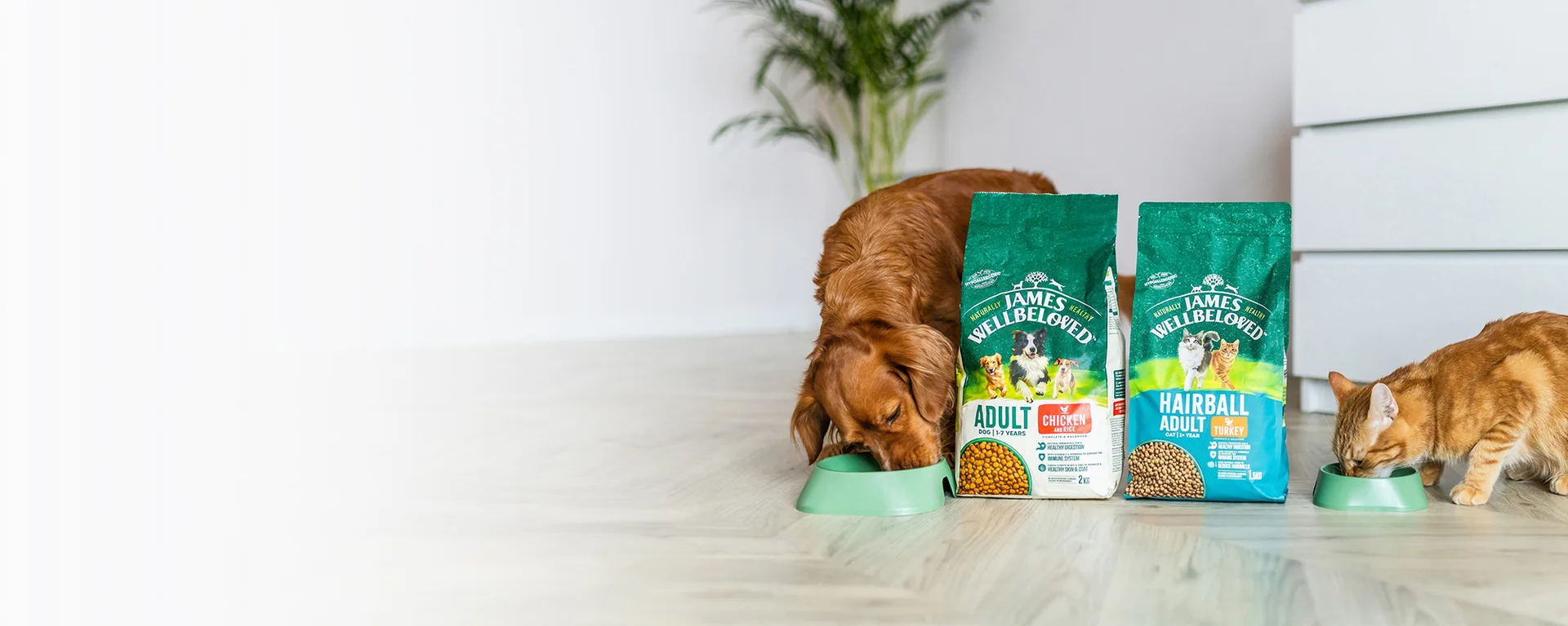 Dog and cat eating food next to eachother