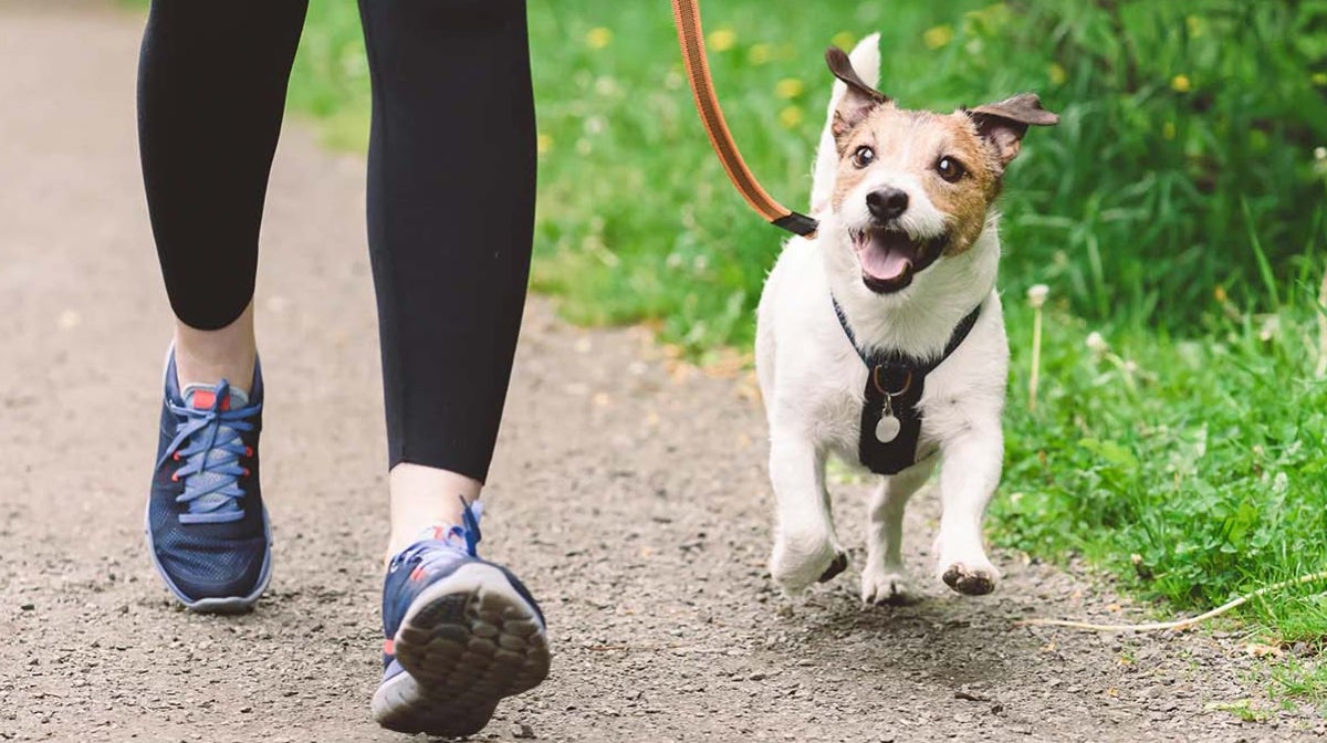 Wie oft muss ein Hund raus? | Wellbeloved DE Wie oft muss ein Hund raus? | Wellbeloved DE